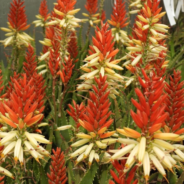 Aloe Bright Spark Marathon Plants