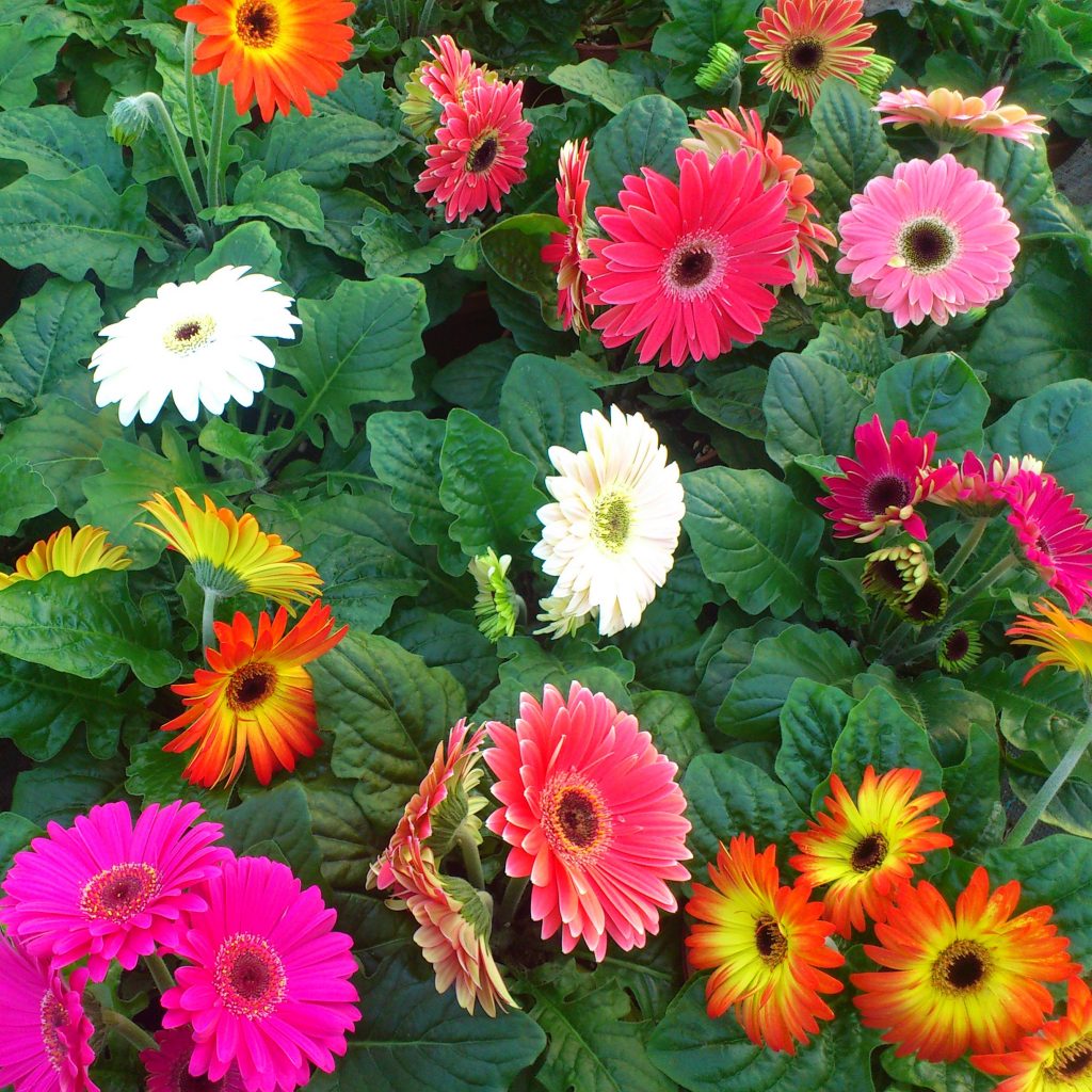 Gerbera Marathon Plants   DSC 1204 1024x1024 